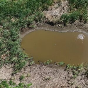 sazlik goleti kuruyor 4nw41O7k