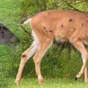 tavsan sincap derken simdi de geyikler sigiller her taraflarini sardi akillarda tek soru insana bulasir mi r73tjzZf