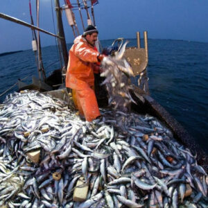 tokattan dunya balik ihracati tereciye tere satti ebyqe3Av
