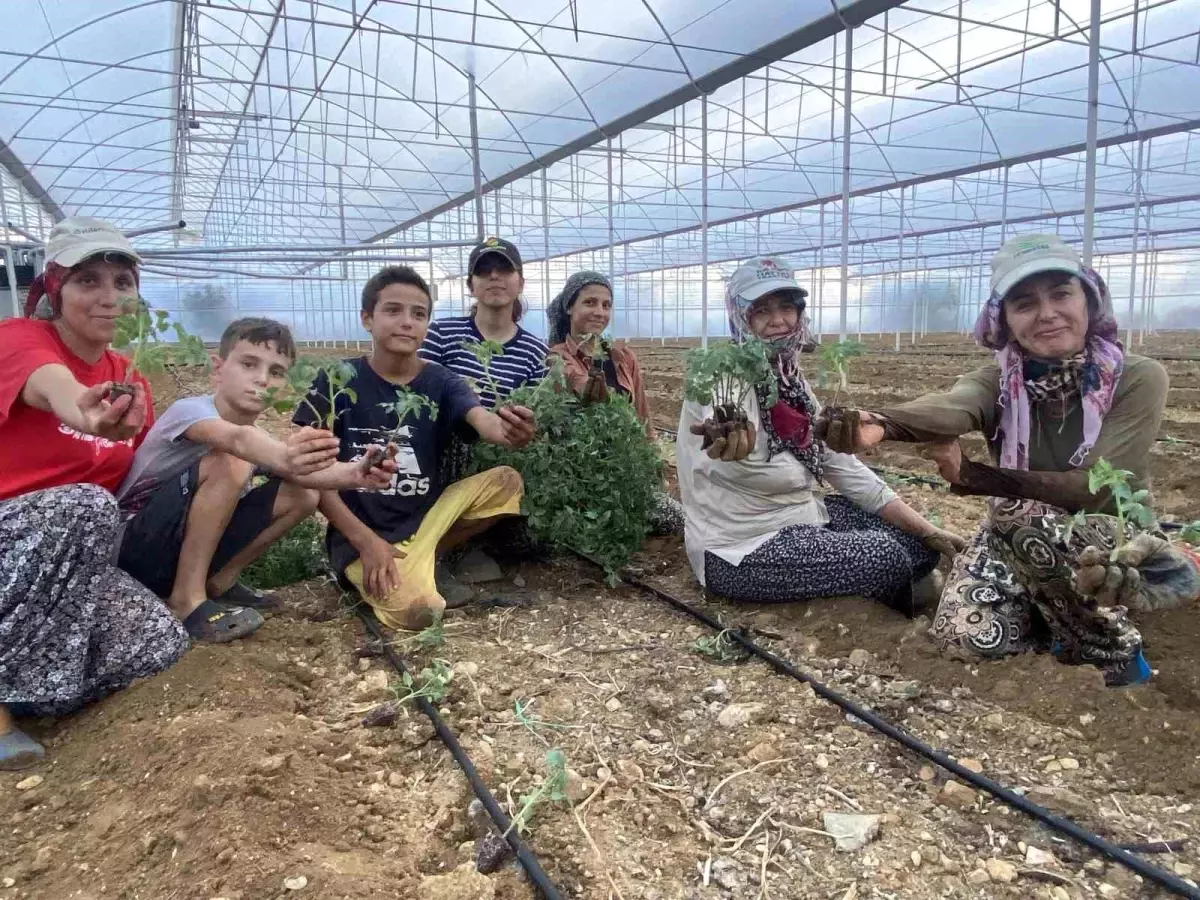 aksuda guz fide dikimleri basladi mCOqGwDB