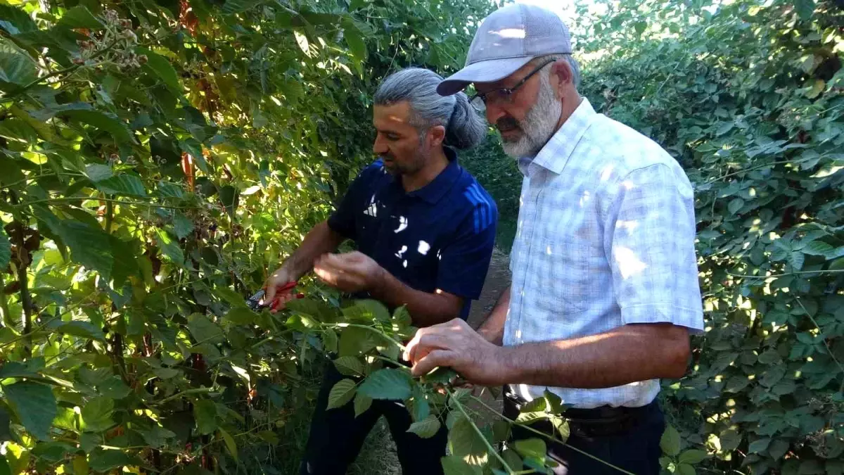 malatyada tarimsal cesitlilik artiyor 2lpRKWfl