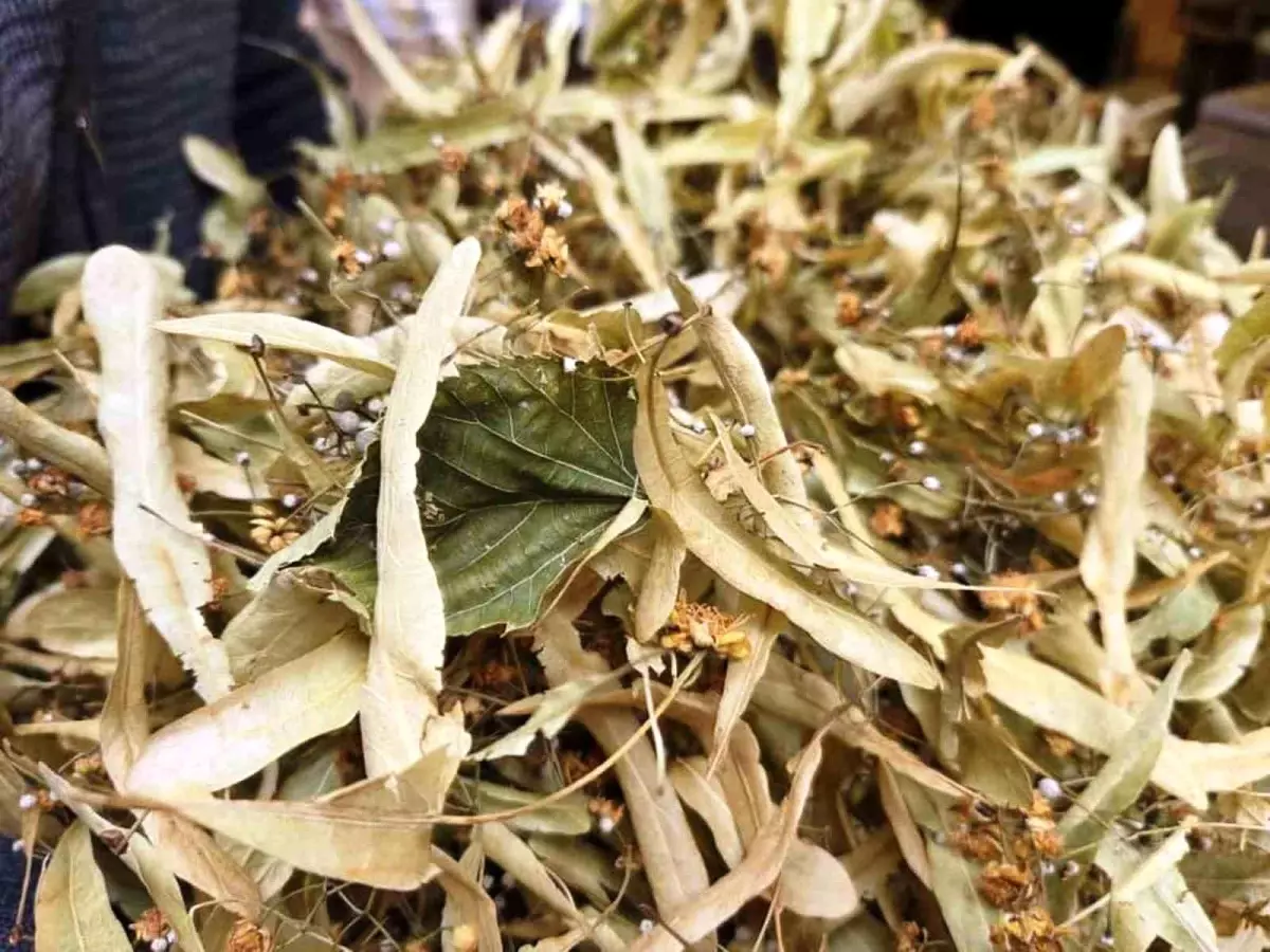 ihlamur kis aylarinin vazgecilmezi kilosu 1500 tl tQ2P3OFf