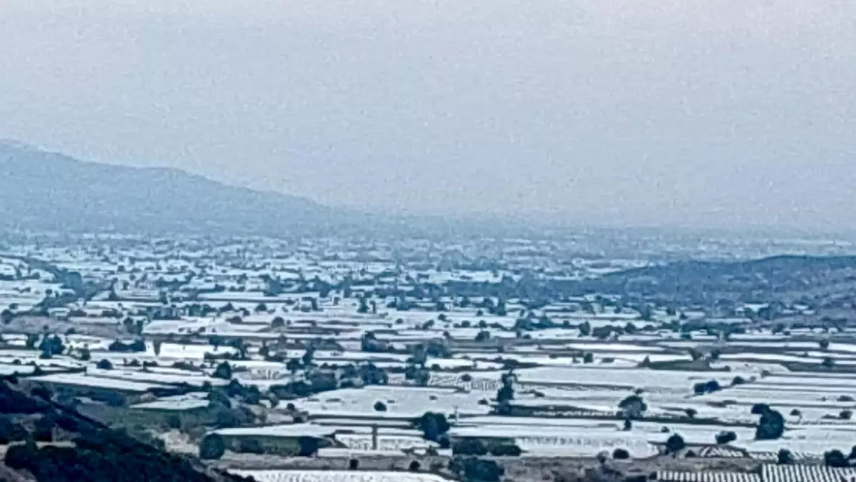 sarigolde uzum ureticileri ihracat icin hasada cagri iyi TsYcrQyt.jpg