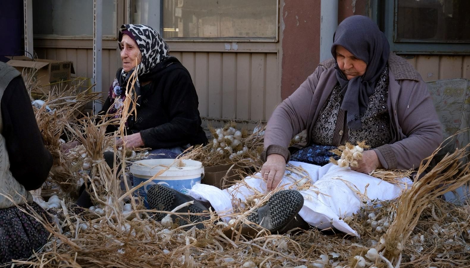 beyaz altin olarak biliniyor hasat sonrasi yogun mesai zT8Fd3SQ.jpg