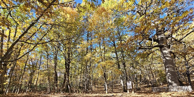 dunyadaki tek orman izinsiz girisin cezasi 557 bin 212 tl yGMD7nhZ.jpg