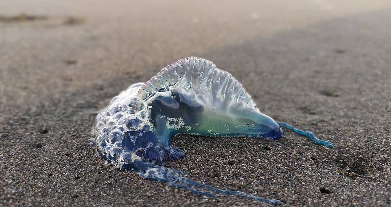 tek tek sahile vuruyorlar uzmanlar uyardi sakin dokunmayin 9yYpOMA2.jpg