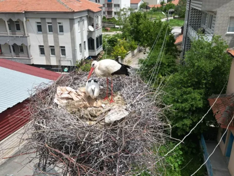 Sivas Şarkışla’da ‘leylekli mahalle’ sakinlerinden örnek karar: Yuvalı direkler kaldırılmayacak